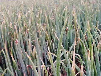 大蔥病害解決方案